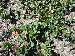 anagallis arvensis